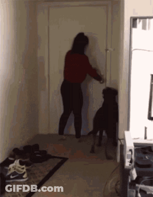 Scared Dog And Dinosaur Costume GIF