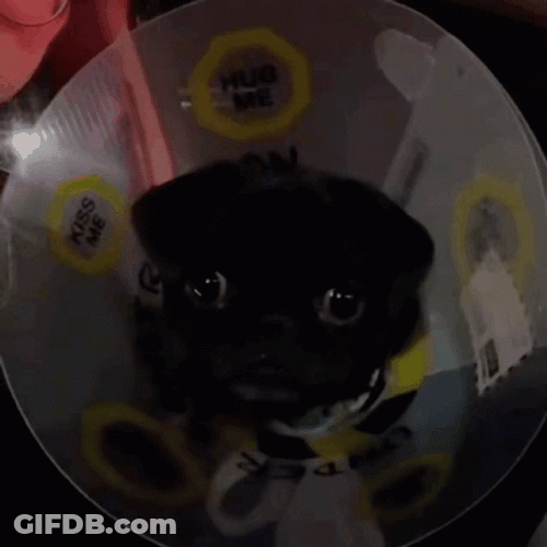 Scared Dog Crying Face GIF