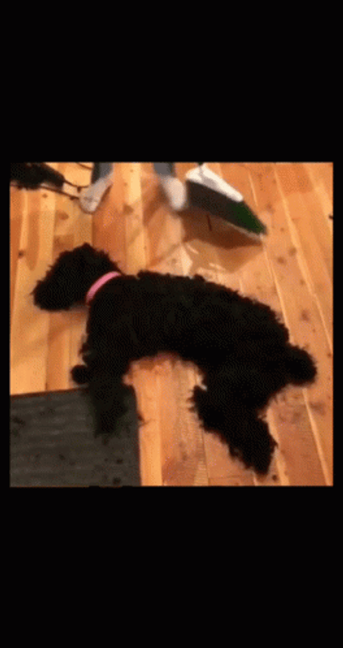 Scared Dog Fake Fur GIF
