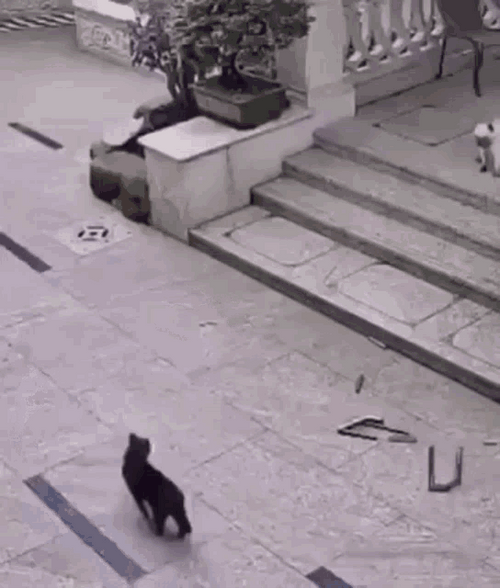 Scared Dog Falling Down GIF