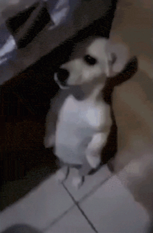 Scared Dog GIF