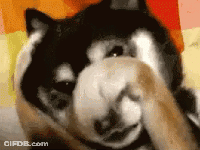 Scared Dog Hiding Face GIF