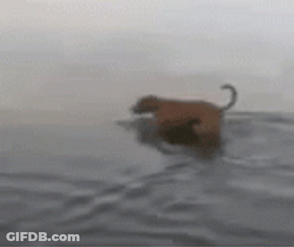 Scared Dog On Sea Water GIF