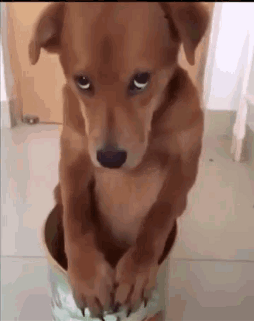Scared Dog Sorry Pose GIF