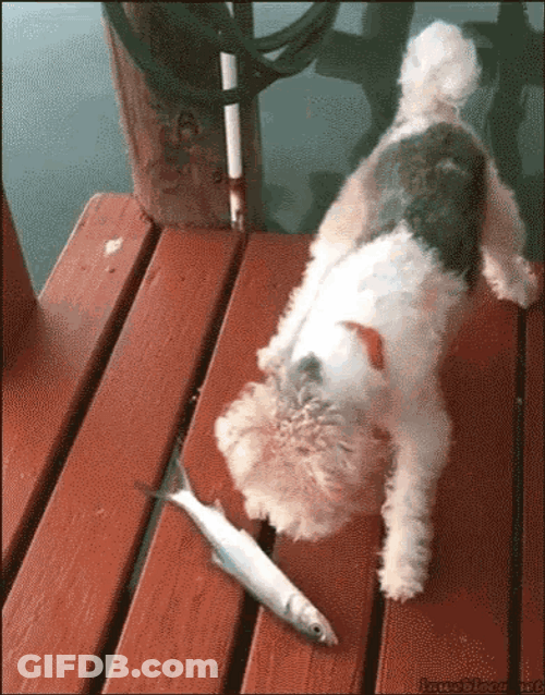 Scared Dog Startled By Fish GIF