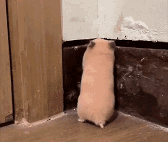 Scared Hamster Running Away GIF