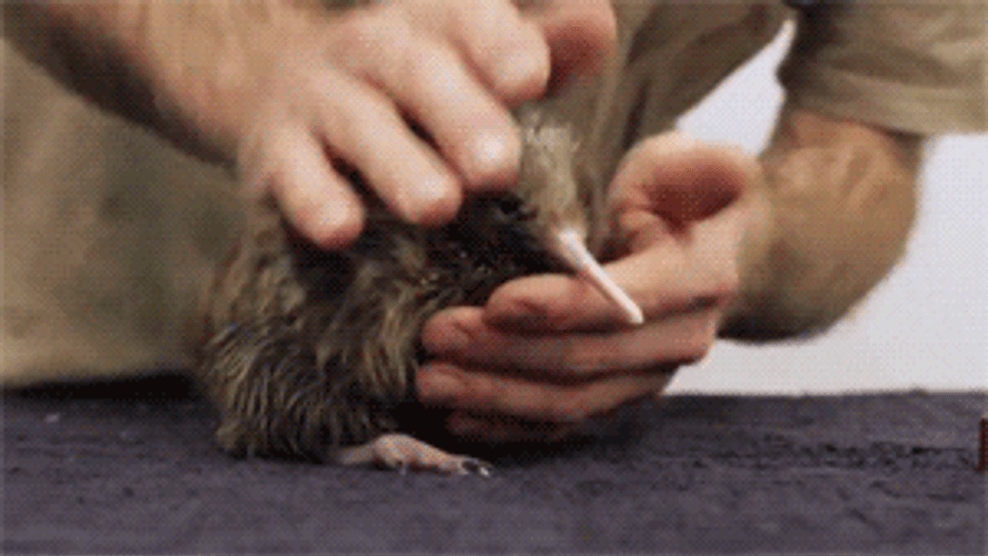 Scared Kiwi Bird GIF