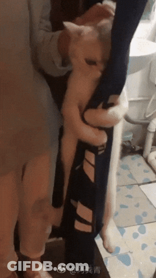 Scared Little Kitty Hanging On A Curtain GIF