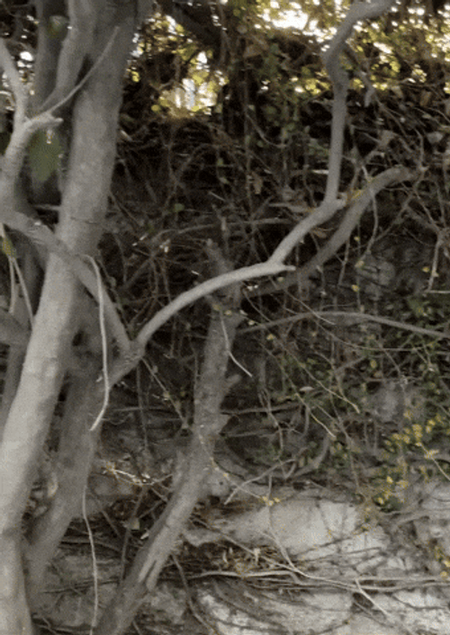 Scared Meme Boo White Ghost Curtain GIF