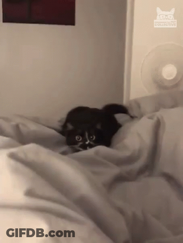 Scared Startled GIF