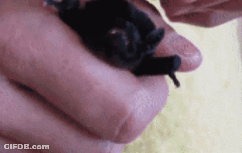 Scary Baby Bat Showing Fangs GIF