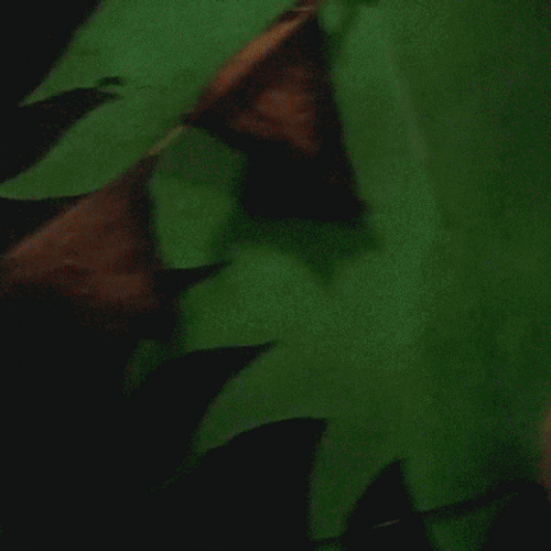 Scary Clown Smiling Mask GIF