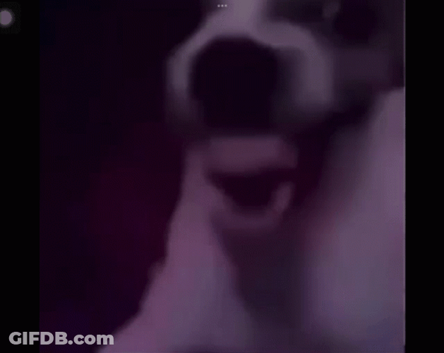 Scary Dog Laughing GIF