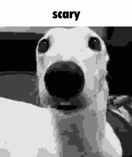 Scary Dog Shivering GIF