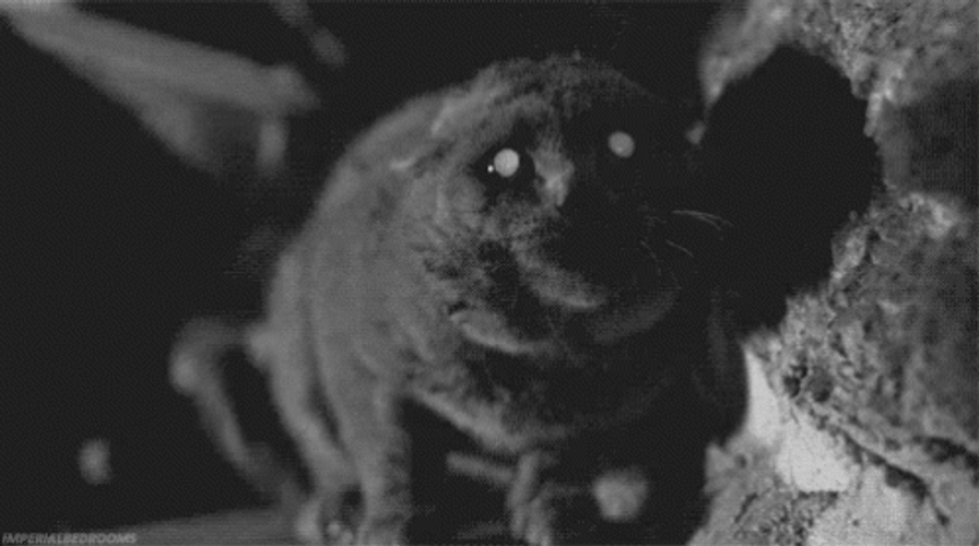 Scary Grey Cat GIF