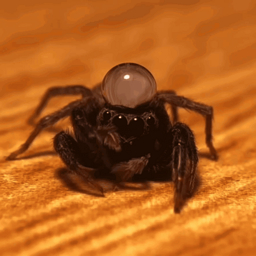Scary Jumping Spider On The Floor GIF
