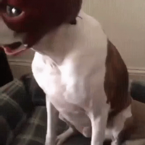 Scary Masked Dog Meme GIF