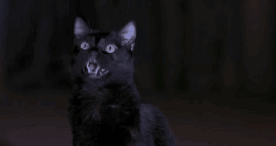 Scary Movie 2 Black Cat GIF