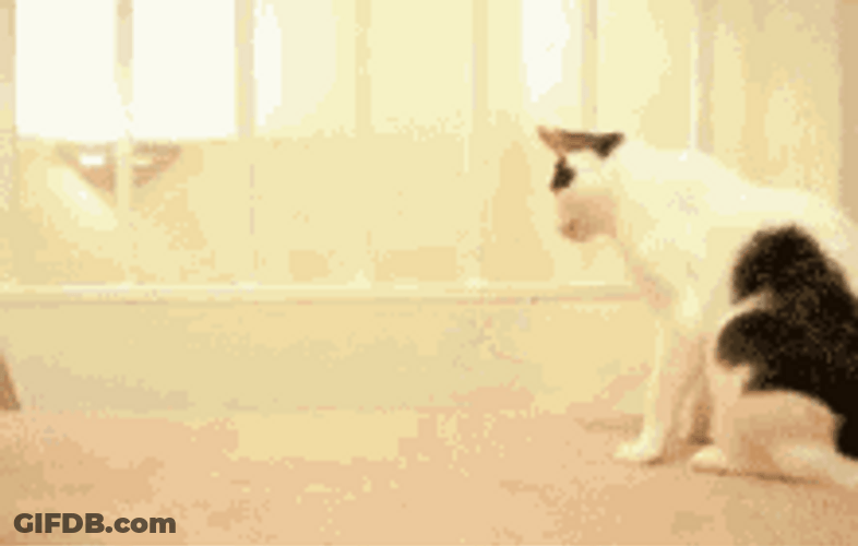 Scary Pop Up Domo Shocked Cat GIF