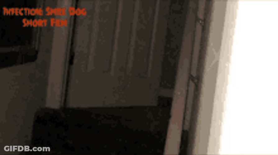 Scary Pop Up Shocking Dog Peeking GIF