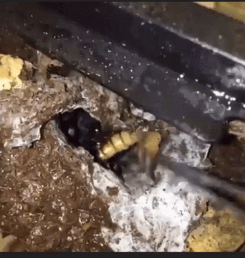 Scary Spider Eating Worms GIF