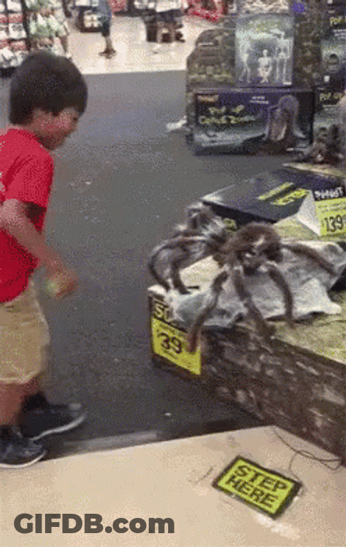Scary Spider Jumpscare Prank GIF