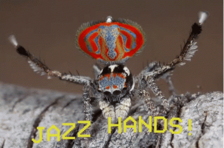 Scary Spider King GIF