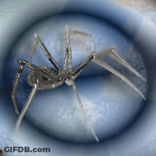 Scary Spider Species Crawling GIF