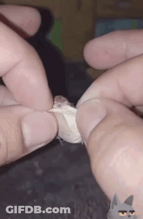 Scary Spider Spiderlings Released GIF