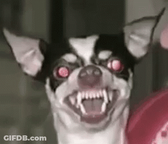Scary Ugly Dog GIF