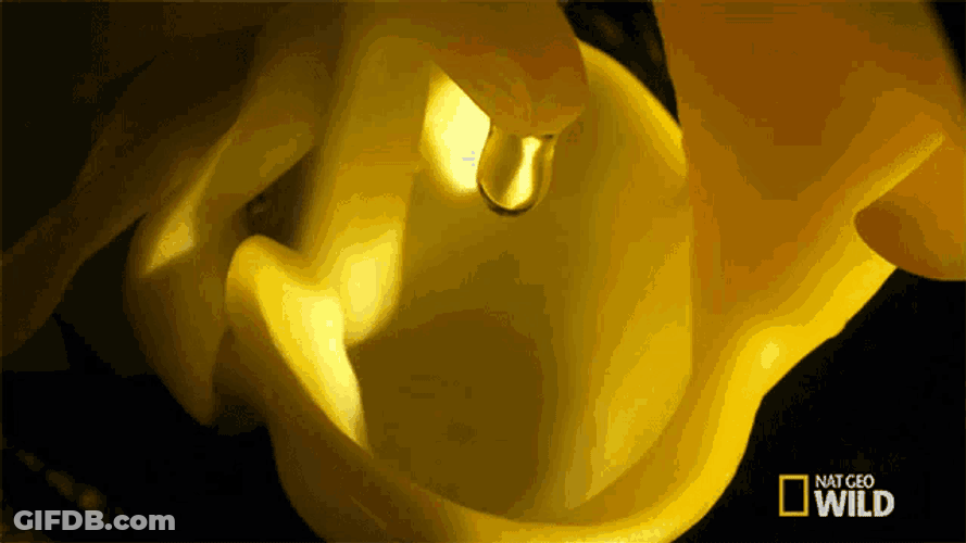 Scent An Orchids Trap GIF