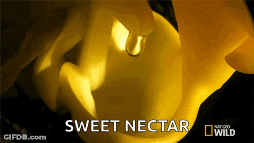 Scent An Orchids Trap GIF