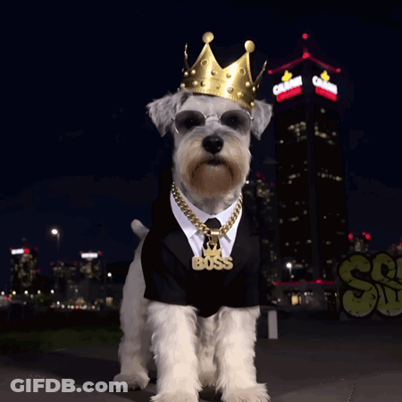 Schnauzer In Tuxedo And Crown Schnauzer Royalty GIF