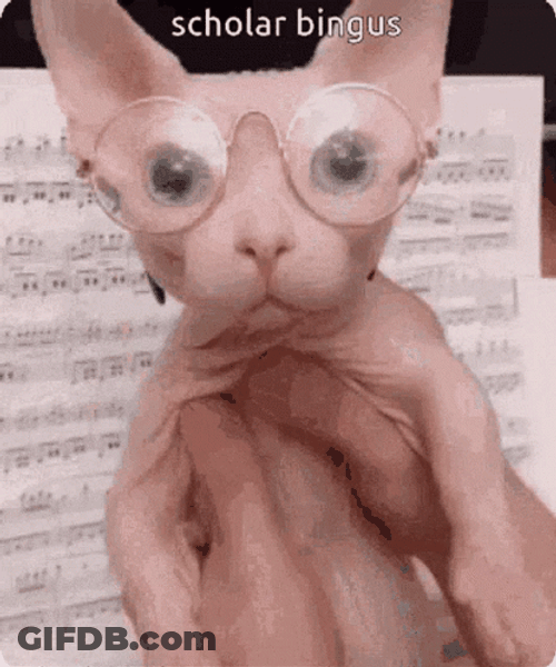 Scholar Bingus Sphynx Cat GIF