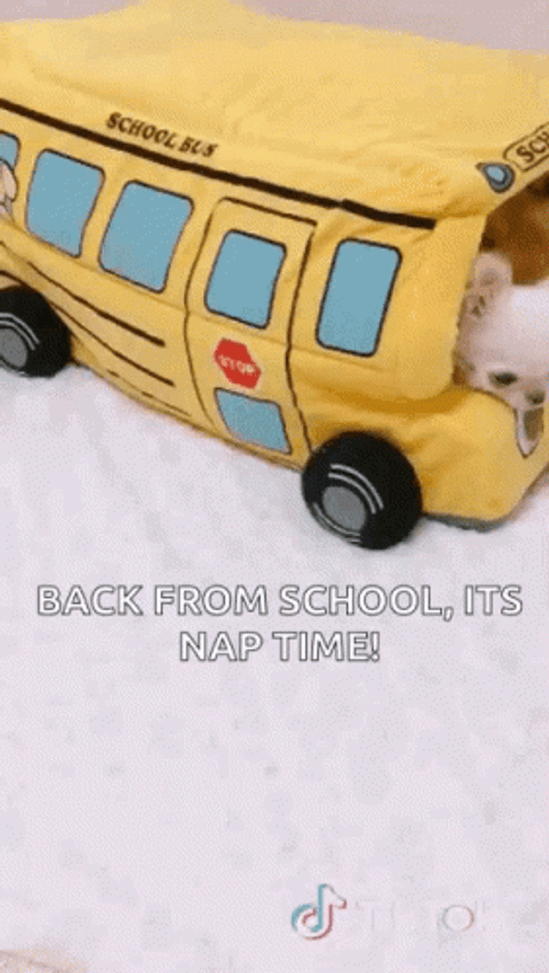 School Bus Cute Dogs Nap Time GIF