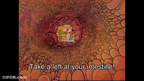 School Bus Inside Large Intestine Take Left At Intestine GIF