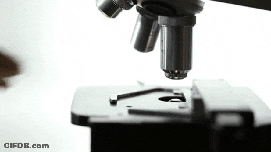 Scientist Clipping Specimen On Micropscope GIF