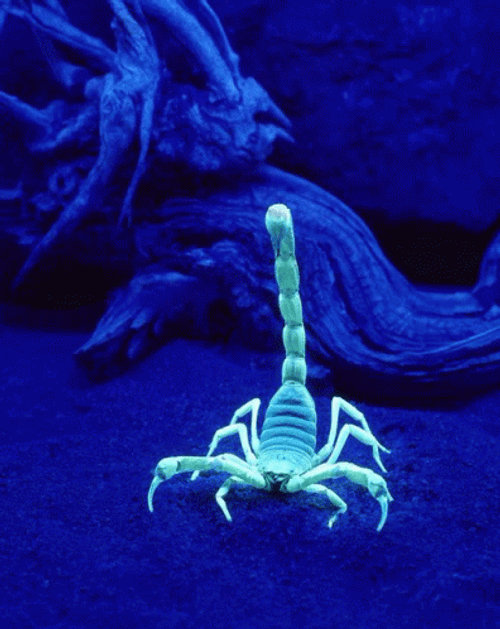 Scorpion Get Over Here Glowing In The Dark GIF