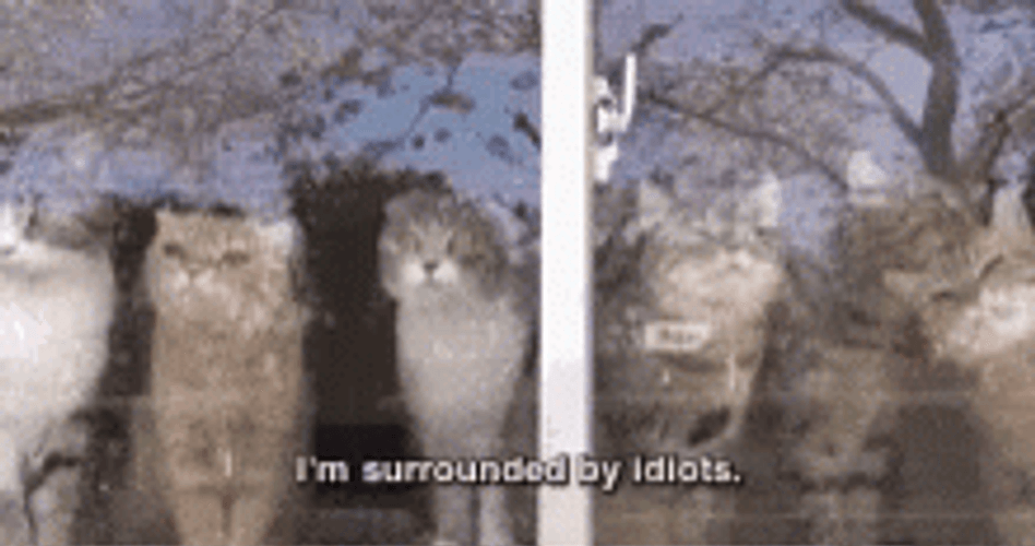Scottish Cat Im Surrounded By Idiots GIF