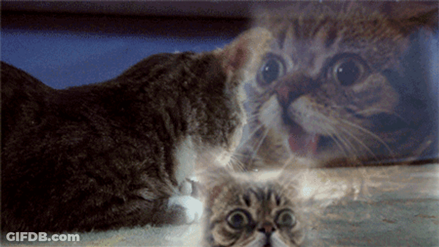 Scottish Cats Ghost Soul GIF