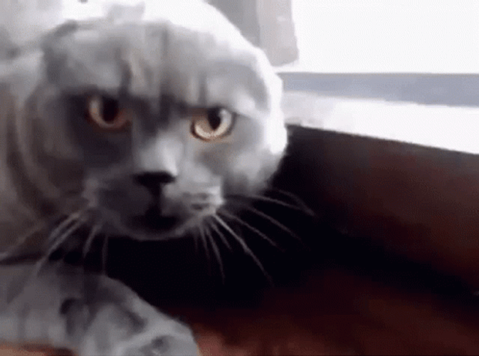 Scottish Fold Grumpy Cat Meowing GIF