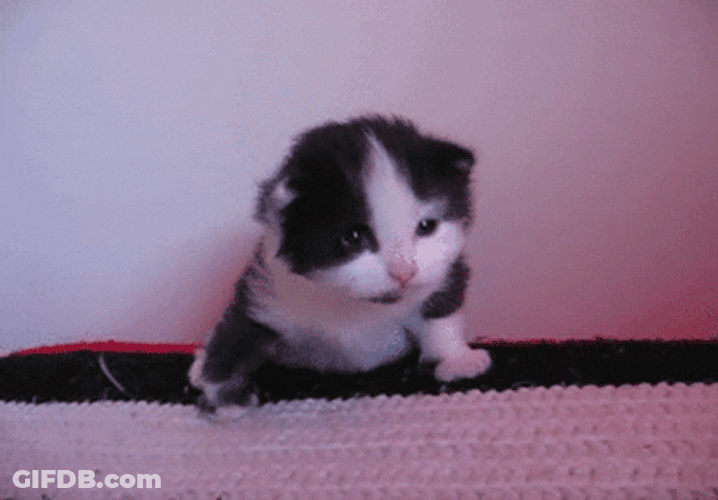 Scottish Fold Little Kitten Cat Crying GIF