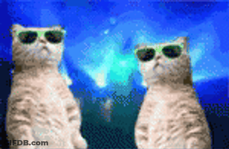 Scottish Fold Party Cat GIF