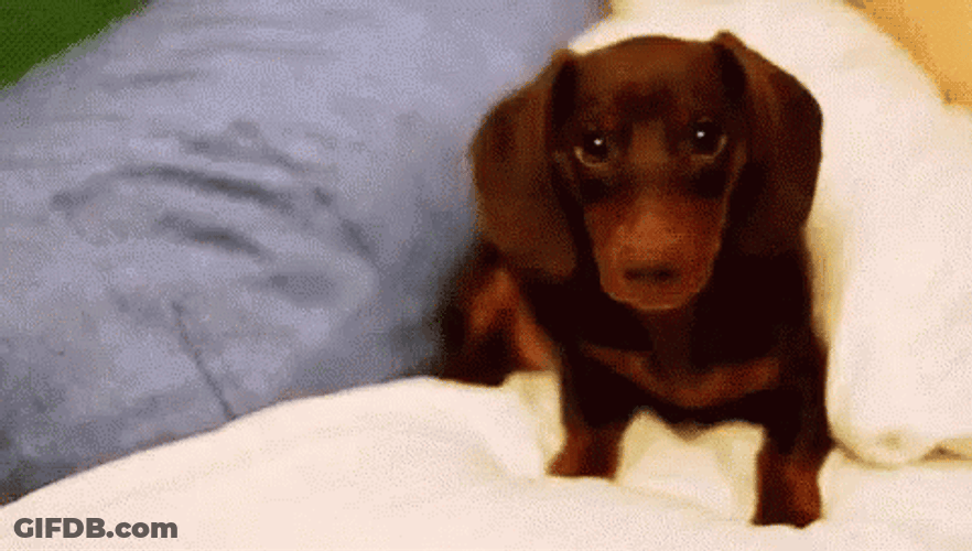 Scratching Cute Wiener Dog GIF