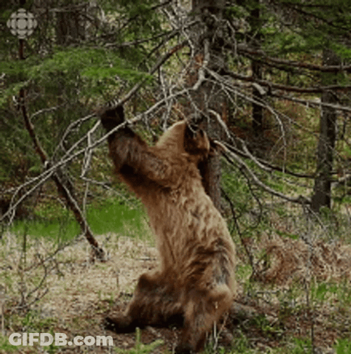 Scratching GIF