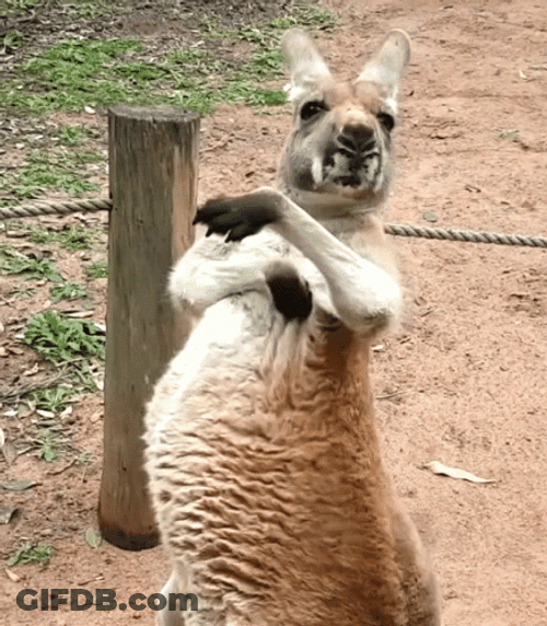 Scratching GIF