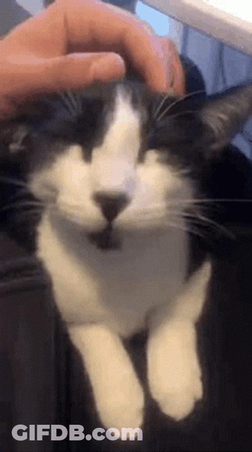 Scratching Purr Cat Head GIF