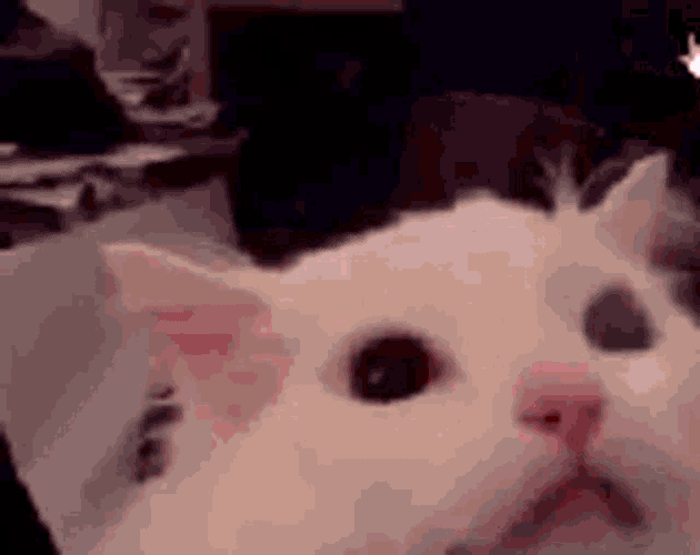 Scream Cat GIF