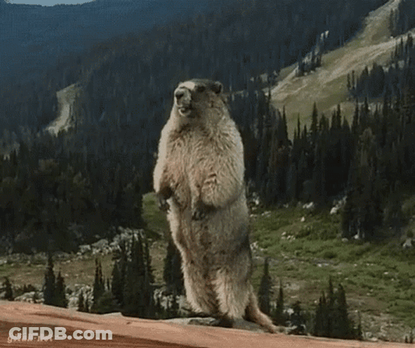 Screaming Beaver Standing Still GIF