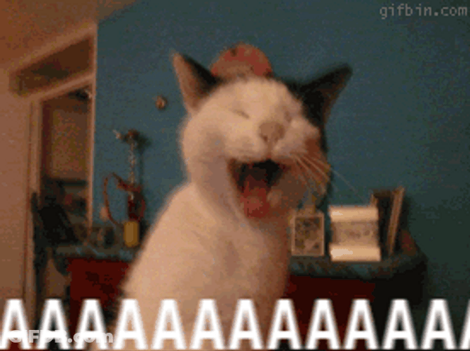 Screaming Cat Meme AAAAAAAAAA GIF